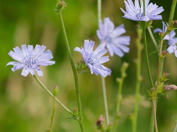 <h3><a href="/trips/braakman/biota/plantae/tracheophyta/magnoliopsida/asterales/asteraceae/cichorium intybus/cichorium intybus-nl.html">Cichorium&nbsp;intybus</a> / Chicory / </h3>OM-1 Mark II met OLYMPUS M.150-400mm F4.5 TC, 1/2000 sec  bij F5.6, ISO 1000, afstand 2.60&nbsp;m